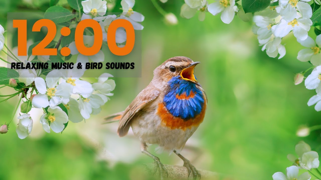 12 Minute Timer with Music, Alarm & Colorful Birds 🕒 | Relaxing Bird Sounds & Visuals