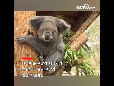호주 정글 큰불 계속 피어올라, <strong>코알라</strong> 백마리 숨질듯 |CCTV 한국어방송