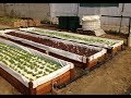 How to build a small commercial DWC aquaponics system on a shoestring - For less than $1700
