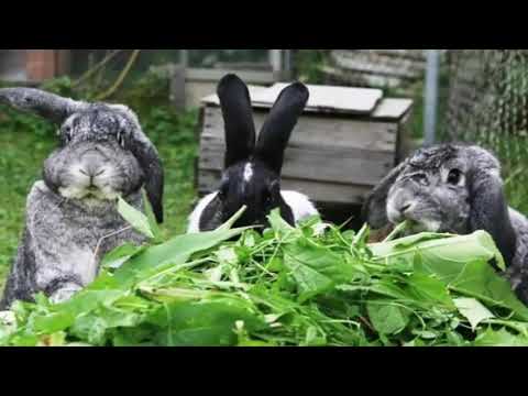 Video: What Grass Should Not Be Given To Rabbits And Why