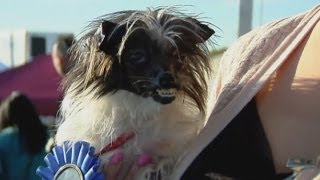 Meet Peanut, the world's ugliest dog