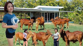 วัยรุ่นสร้างตัว!!เริ่มเลี้ยงวัวด้วยเงิน9 พันปัจจุบันมีบ้านมีรถมีวัวมากกว่า30ตัว