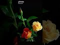 دعاء للغالين على القلب
