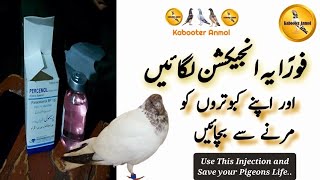 Kabootar ki Bimari ka ilaj || Pigeon medicine || Kabooter Anmol screenshot 3