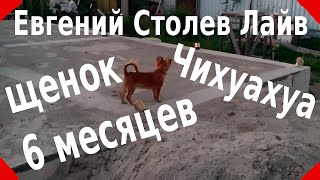 2016_06_16 - Бруклин - наша собака. Щенок чихуахуа - 6 месяцев. 2016_06_16 - Бруклин - наша собака. Щенок чихуахуа - 6 месяцев.