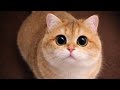 Try Not To Laugh – Ultimate Funny Cats 2026 😂🐱 (99% Fail)