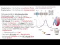 Herz 5: Aktionspotential Sinusknoten und AV-Knoten; modulierend: Sympathikus und Parasympathikus