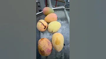 Cac Mango Vietnam S Hidden Gem Thriving In Florida 
