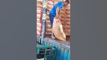 Unloading process of bagged soybeans
