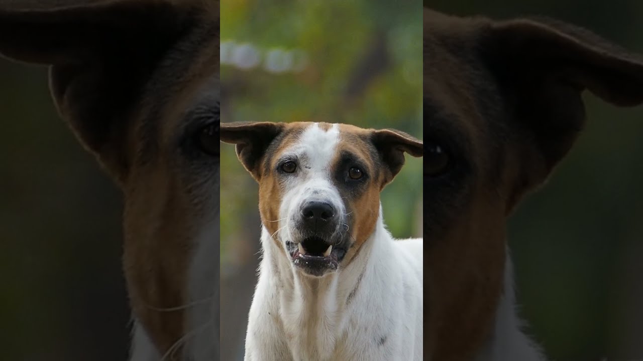 Funny Dog Videos 2021 #2