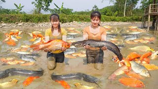 Come Help Phuong and Toan Harvest Lots Of Fish - Sell Fish | Take cassava and cook food for pigs