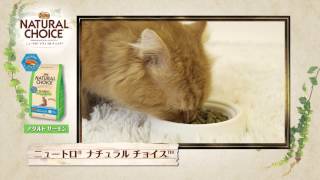 ニュートロ™ ナチュラル チョイス™ キャットフード 食いつき比較動画