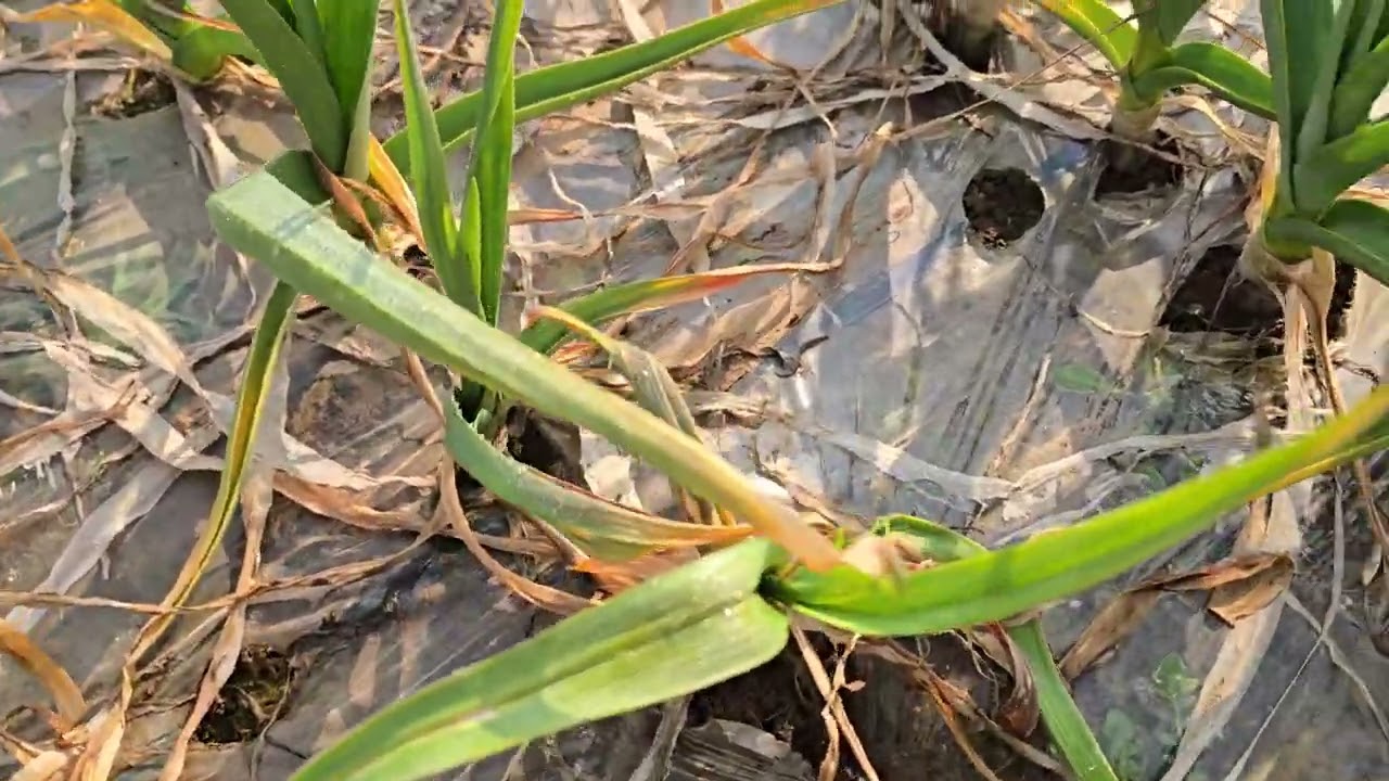 황금알농법 서산 마늘 마늘잠깨우기 엽면시비 설탕 돈버는농사 무름병 흑색썩음병 뻥마늘 비료부족