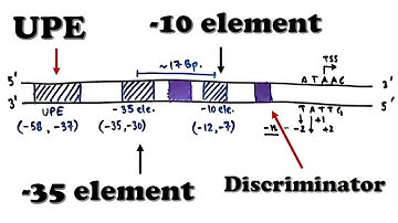 Prokaryotic Transcription - Promoter Structure and Organization