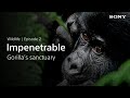 Why We Shoot - Wildlife - #2: Mountain Gorilla Sanctuary