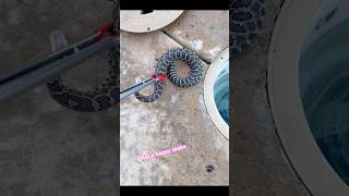 A very unhappy Rattlesnake #mad #snake #bite #nature #youtube