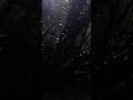 Walking In The Deep Spooky Forest.