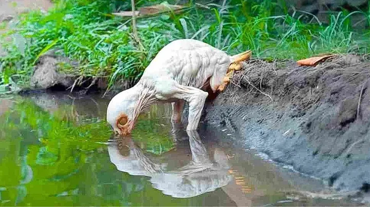 15 Unique Animals of The Amazon Rainforest