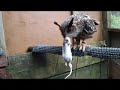 Eurasian Eagle Owl  having  Breakfast