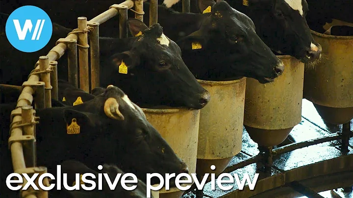 THE MILK SYSTEM: The hidden costs and consequences of global dairy production | Exclusive preview - DayDayNews
