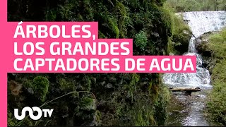 Viborillas: La comunidad de Tlalpan que sembró árboles y ahora cosecha agua