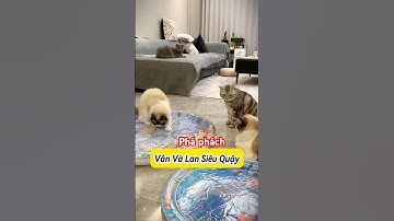 Tụi Mèo Phá Phách Giường Nước 😾 #Mèoúớ #thúcưng #vậtnuôi #chómèohàihước #shorts