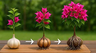 Just Garlic! You will have a beautiful bougainvillea that blooms all year round.