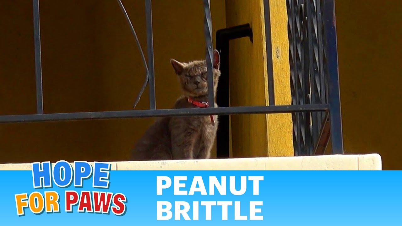 “After Their Cat Fell Ill, They Walked Away. 🤬🤬🤬” – Video