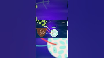 Importance of Nitrogen to Life | Nitrogen Cycle | Bio Geo Cycle | In English 6/12