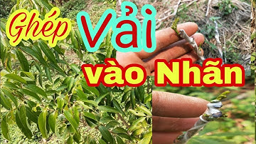 Ghép Vải Vào Cây Nhãn - LẦN ĐẦU GHÉP THÀNH CÔNG || Vườn Cây Ăn Trái Vlog