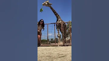 жираф утащил ребёнка🤣giraffe dragged the baby away#shorts