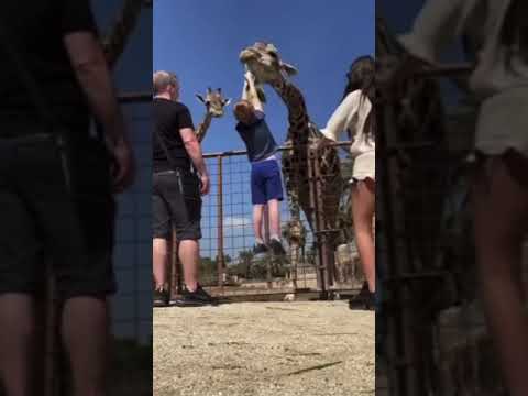 Бейне: Жирафтардың көпшілігі қайда мекендейді?