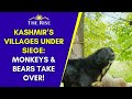 Kashmir’s Villages Under Siege: Monkeys & Bears Take Over!
