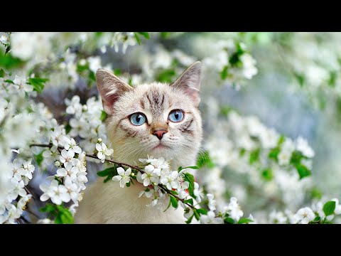 24 Hours Beautiful Music To Relax Cats - Music For Cat's Daily Life, Deep Sleep, Stress Relief