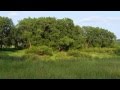 Panorama at rice creek park july 1 2015