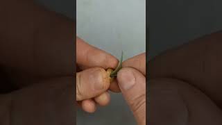 for my dollhouse #diy #howto how #tutorial #easy #mini #miniature #plants #beads #simple #miniture