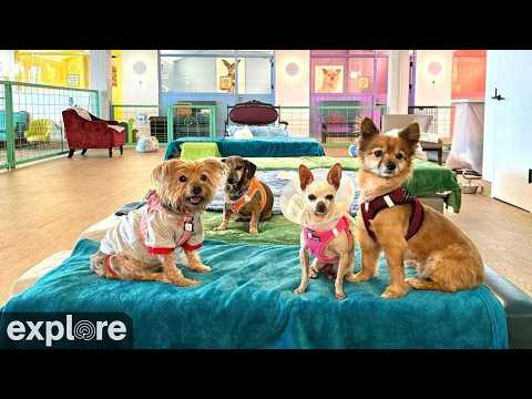 マットビル 高齢犬の保護施設(Muttville Wagcam) のライブ映像