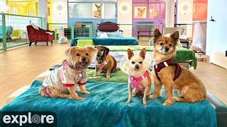 マットビル 高齢犬の保護施設(Muttville Wagcam) のライブ映像