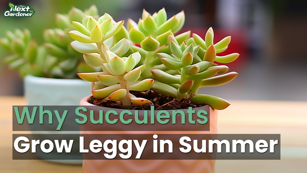 Why Succulents Grow Leggy in Summer & How to Fixt It THE NEXT