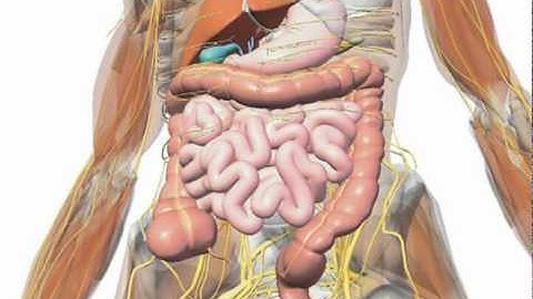 Gall Bladder Symptoms - Recognizing Your Gall Bladder Symptoms