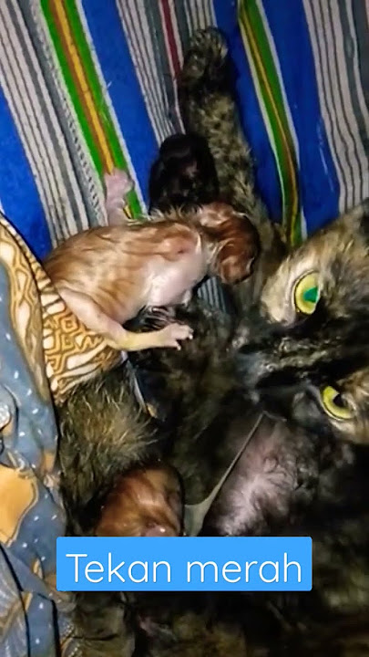 si belang/kuprit melahirkan/cat giving birth...[ME TRIP]