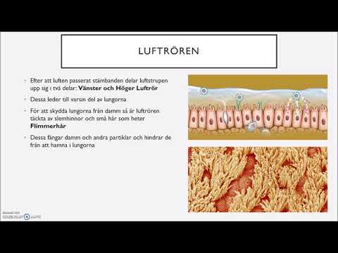 Video: Effekten Av Antibiotika På Människokroppen