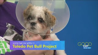 During the season of giving, you can help animal shelters, pets in need | Good Day on WTOL 11
