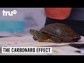 The carbonaro effect  craft turtle