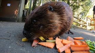 Beavers Gather Veggies and Bring Them Back To Lodge