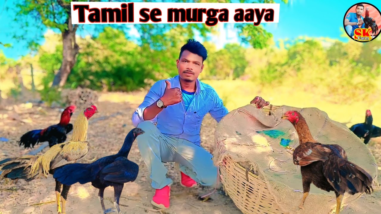 Tamil se murga aaya 4 march ko 🐓||online Murga||farming video #farming #murgi palan #aseelmurga 