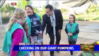 Fox 40 Project Pumpkin 7.19