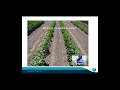 Cottoninfo webinar canopy temperature sensors