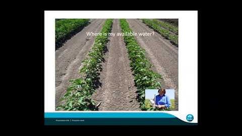 CottonInfo webinar: Canopy Temperature Sensors
