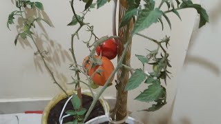 زراعه الطماطم فى البلكونة من ثمره طماطم فى البيت